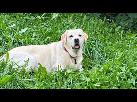 Видео: Самочувствие Дали