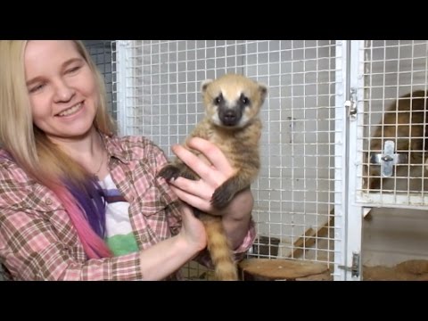 Видео: Маленькие носушата! Выкармливаем детей. Little coati