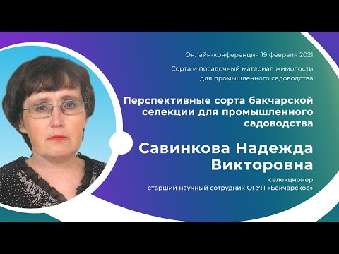 Видео: Перспективные сорта бакчарской селекции для промышленного садоводства. Савинкова Н.В.