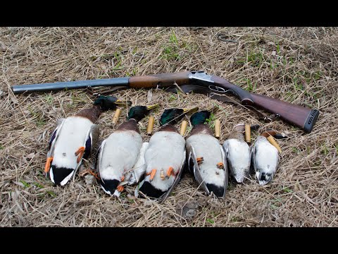 Видео: Удачная охота с подсадными утками. Иж-12 в 16 калибре