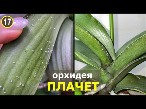 Видео: Орхидея заплакала! Почему появляются липкие сладкие капельки на листьях орхидеи?