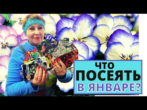 Видео: Какие цветы буду сеять в январе?