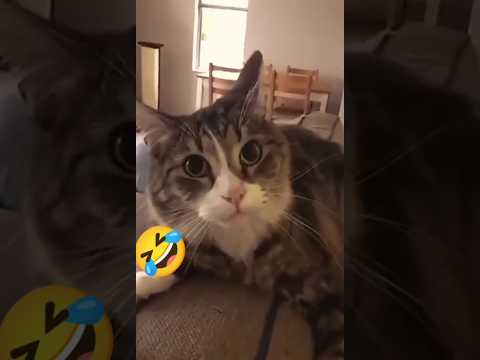 Видео: Приколы С Котами до слез 🤣#юмор #смех
