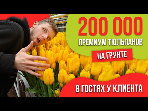 Видео: Выгонка 200 000 премиум тюльпанов на грунте в Новосибирске. Опыт наших клиентов.