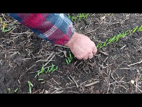 Видео: Оз. Ячмінь з грибами.2025р.