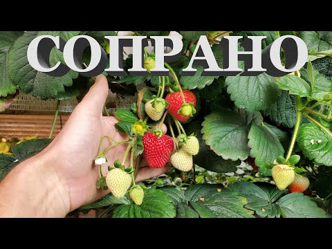 Видео: УРОЖАЙНОСТЬ КЛУБНИКИ СОПРАНО (НСД) // ЧЕМ ЗАБОЛЕЛА КЛУБНИКА ??? // НОВЫЕ ШМЕЛИ И ЭНТОМОФАГИ