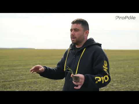 Видео: 📌Що треба знати про перше внесення на озимій пшениці?