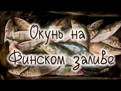 Видео: Окунь на Финском заливе Южная дамба Perch on the Gulf of Finland South Dam