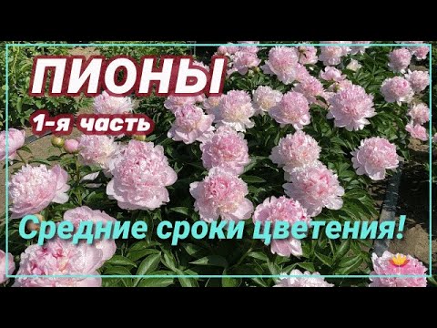 Видео: Пионы со средним сроком цветения / Сад Ворошиловой