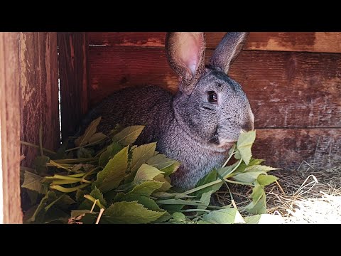 Видео: Лидер среди корма для кроликов! [очень полезный корм для кроликов]