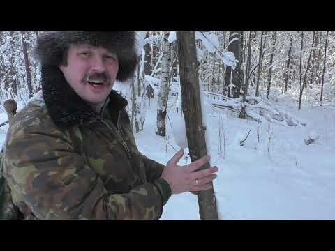 Видео: Снег в жизни животных СЮН