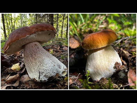 Видео: ГРИБНИКИ ЗНАЛИ ЧТО ТАК БУДЕТ И ВСЁ РАВНО ПОЕХАЛИ !!! ЖЕСТЬ !!! БЕЛЫЕ ГРИБЫ ОСЕННИЕ ПОШЛИ ! КАЙФУЕМ !