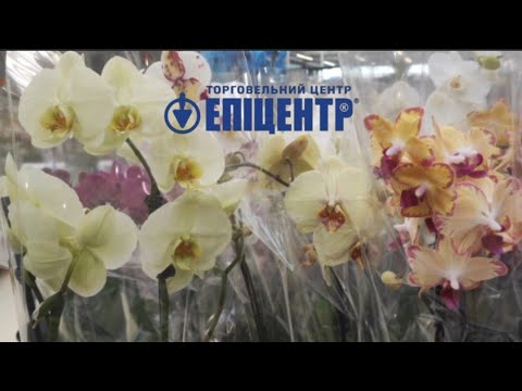 Видео: 🇺🇦 Орхідейна Краса в "Епіцентрі" 