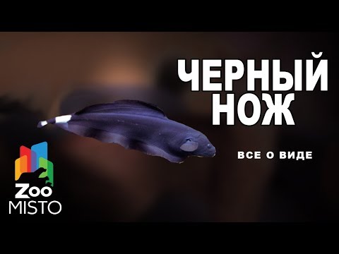 Видео: Черный нож - Все о виде рыб | Рыба черный нож