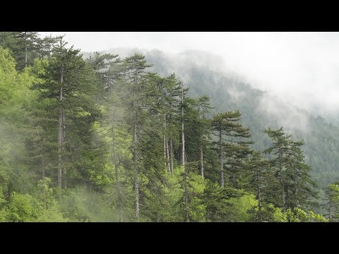 Видео: ЗАБРАВЕНИТЕ ГОРИ (филм) / FORGOTTEN FORESTS (film)