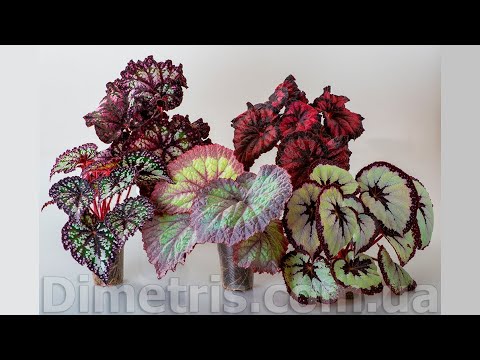 Видео: Как выглядит наш посадочный материал декоративно-лиственных бегоний