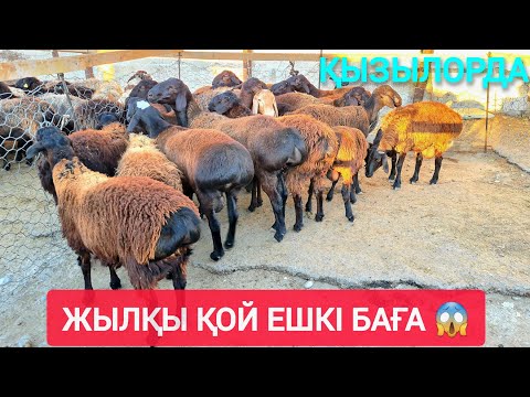 Видео: ҚЫЗЫЛОРДА БУЛАН МАЛ БАЗАРЫ, ЖЫЛҚЫ ҚОЙ ЕШКІ ТОҚТЫ БАҒАЛАРЫ.