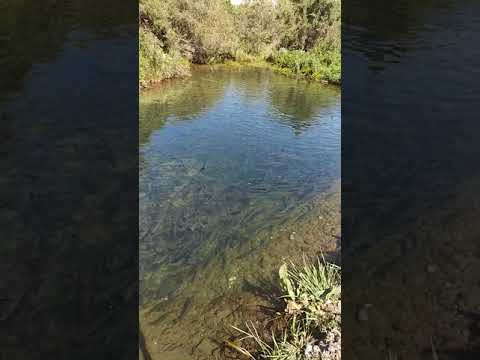 Видео: Ат-Башы району.Ак-Жар айылы.Мирландын балык чарбасы.