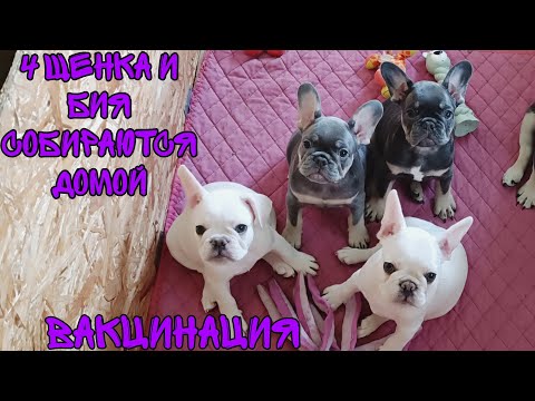 Видео: Вакцинация щенков. 4 щенка и Бия собираются домой!