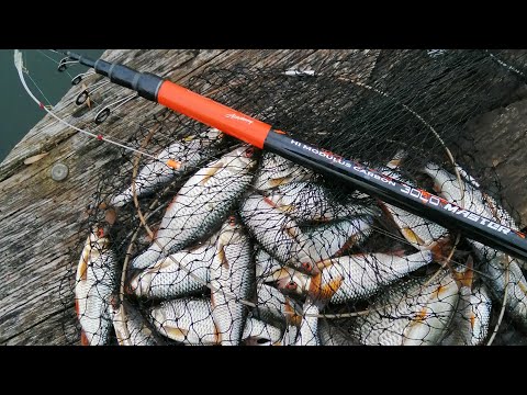 Видео: Ловлю плотву с поваленого дерева на боковой кивок