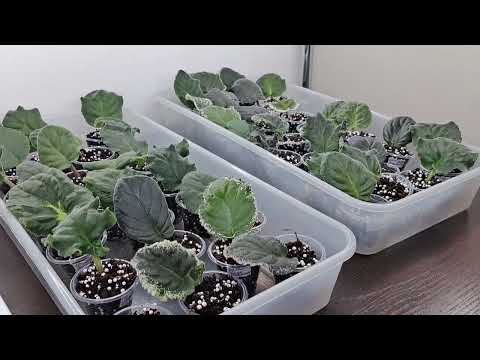 Видео: Как зимуют мои фиалки?