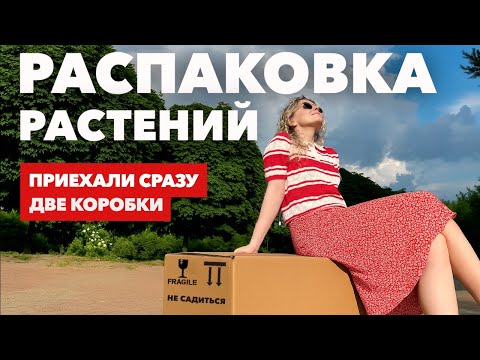 Видео: Распаковка посылок с комнатными растениями из Голландии