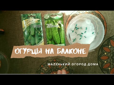 Видео: Как вырастить огурцы на балконе.