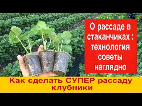 Видео: Как сделать СУПЕР рассаду клубники