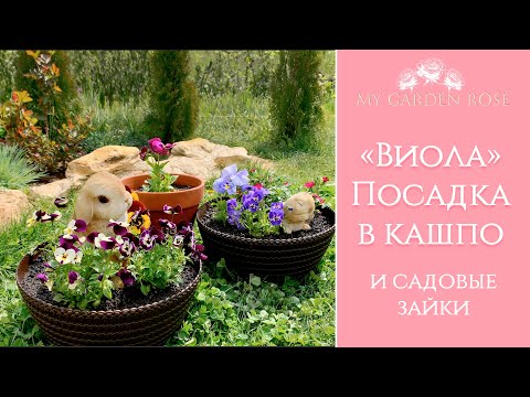 Видео: ВИОЛА Посадка в Кашпо