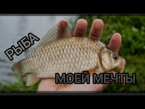 Видео: Рыбалка на карася