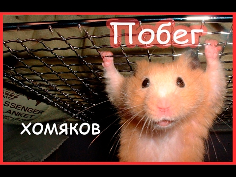 Видео: Сказка: побег хомяков (часть 1)