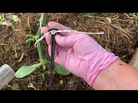 Видео: Огурцы. Как опускать плети у огурцов?