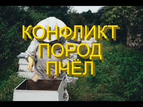 Видео: КАК подсадить  матку  одной породы в семью ЧУЖОЙ ПОРОДЫ!!!