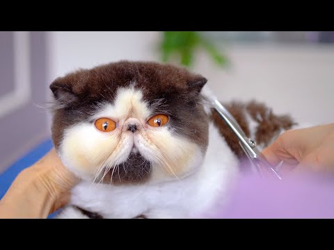 Видео: Позвольте представить вам кошку, полную любознательности и игривости!😻🛁✂️❤️