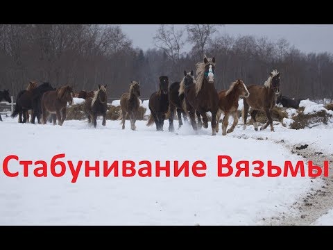 Видео: Знакомство Вязьмы и Василисы с табуном.