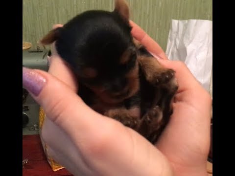 Видео: Первый прикорм 3-х недельных щенков йоркширского терьера/ Советы ветеринарного врача)