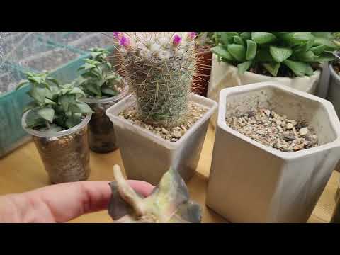 Видео: Хавортия сбросила корни. Что я делаю в такой ситуации