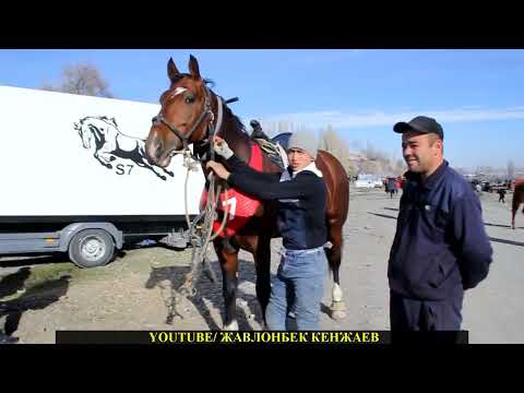 Видео: Улоки Деваштич (Гончи) 26.11.2022 Бузкаши Кукмар Купкари Полный версия #жавлонбеккенжаев