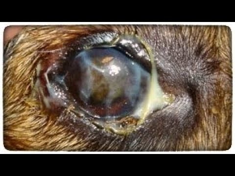 Видео: Закисают глаза у собаки. Что делать? Как лечить? Купил одну таблетку от глистов