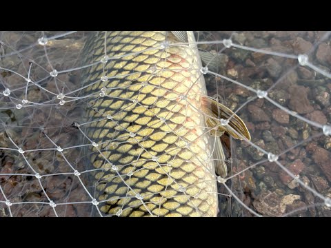 Видео: РЫБАЛКА И ОТДЫХ НА КРАСНОЯРСКОМ ВОДОХРАНИЛТЩЕ. ПЕРВЫЙ САЗАН. ЧАСТЬ 2.