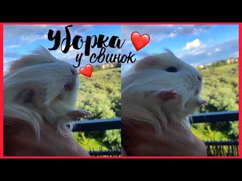 Видео: Уборка в стеллаже морских свинок|guinea pigs|СВИНКИ с МОРЯ