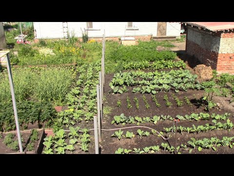 Видео: Поселковые "НЕПОСЕДЫ"