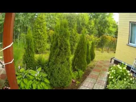 Видео: Зачем стричь тую?  Туя западная Брабант.