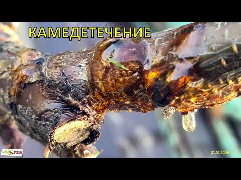 Видео: Камедетечение