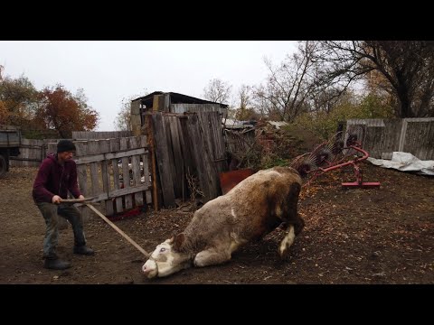 Видео: Бички будуть їхати на здачу! Поважили ВРХ. Зламали ваги Проблема з вагами !