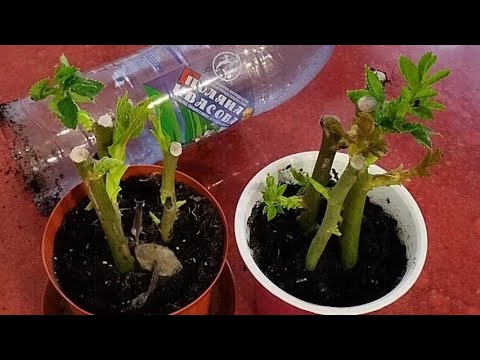 Видео: Черенкуем Розы дома.Прошло двадцать дней.