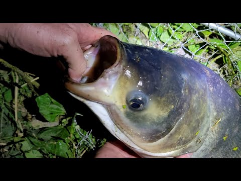 Видео: За пару годин такий кабан! Рибалка на товстолоба ввечері. Як отримати швидкий результат?