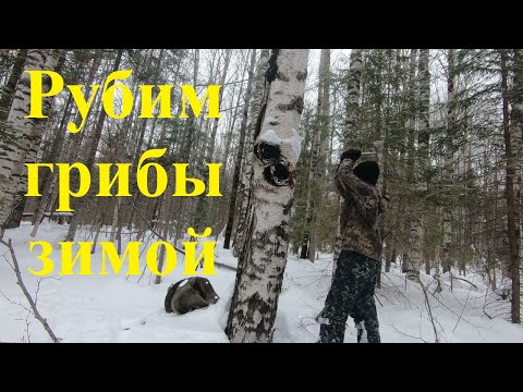 Видео: Сбор чаги!!1 Часть 2