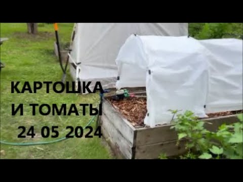 Видео: КАРТОШКА И ТОМАТЫ 24 05 2024