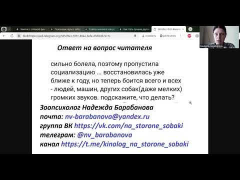 Видео: Собака боится гулять (ответ на комментарий)